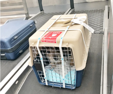 泸州宠物托运 宠物托运公司 机场宠物托运 宠物空运